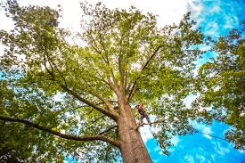 Best Hazardous Tree Removal  in Versailles, IN