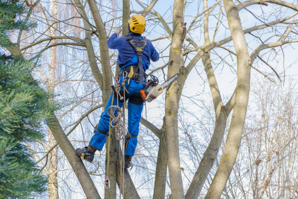 Best Tree Mulching  in Versailles, IN