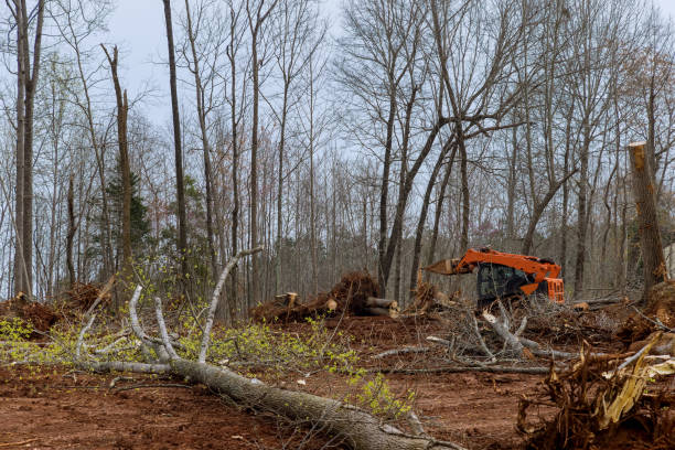 Best Tree Trimming and Pruning  in Versailles, IN