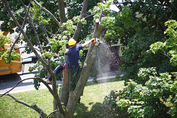 How Our Tree Care Process Works  in  Versailles, IN